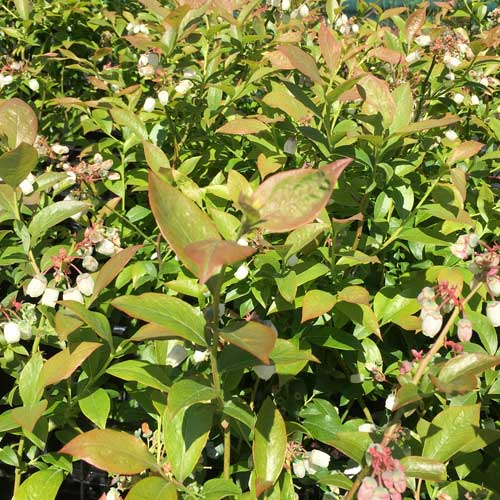 Pot Grown Blueberry Bush Plant Blue Crop | ScotPlants Direct
